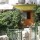 Apartment 65036 Šibenik - Apt 29106