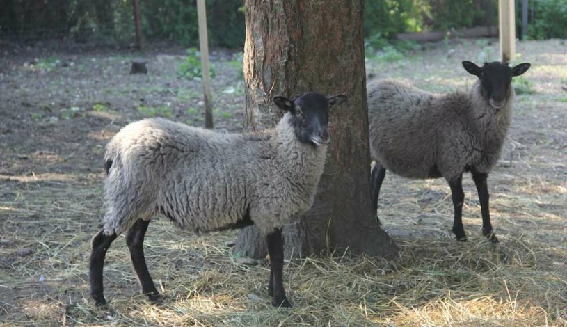 Hotel Alexander Praha