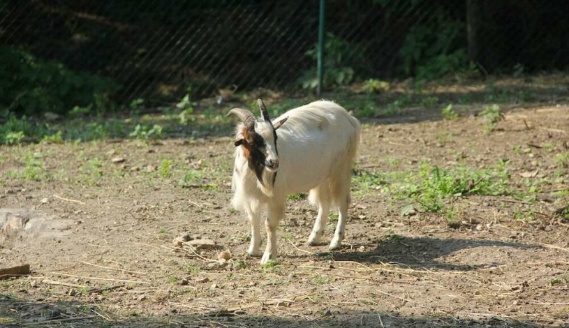 Hotel Alexander Praha