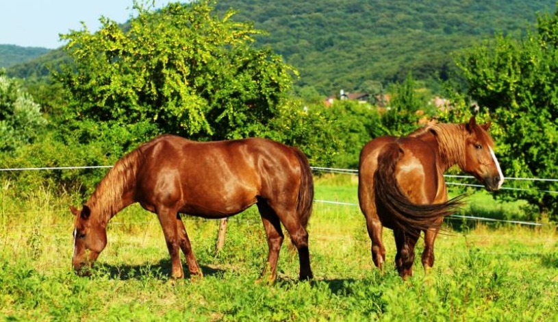 APART HOTEL VILLAS IVICA Marianka