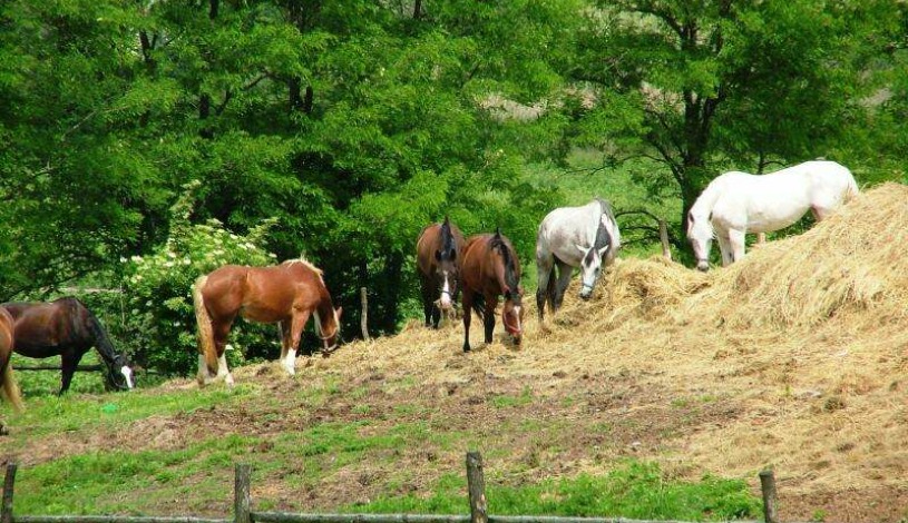 APART HOTEL VILLAS IVICA Marianka