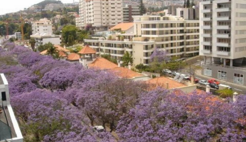 Apartment Avenida do Infante Funchal - Apt 35997