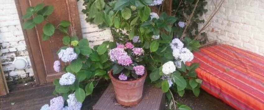 Apartment Avenue Broustin Brussel - Apt 39304