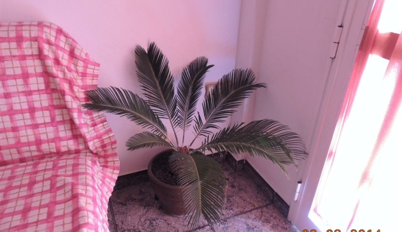 Apartment Calle San Borondon Tenerife - Apt 37011