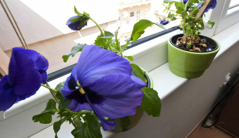 Apartment Čika-Ljubina Beograd - Apt 38084