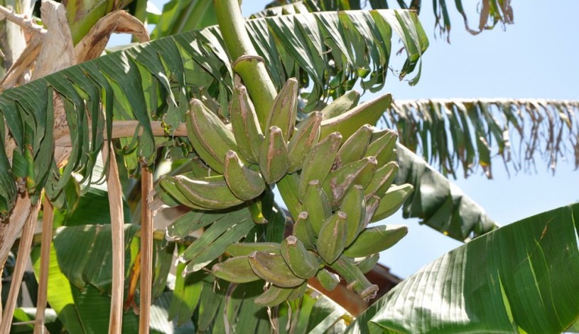 Apartment Contrada Falconara Sicilia - Apt 25411