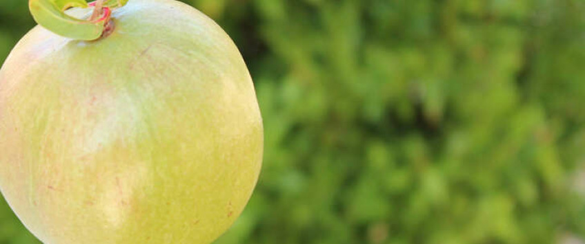 Apartment D8_4 Dubrovnik - Apt 36700