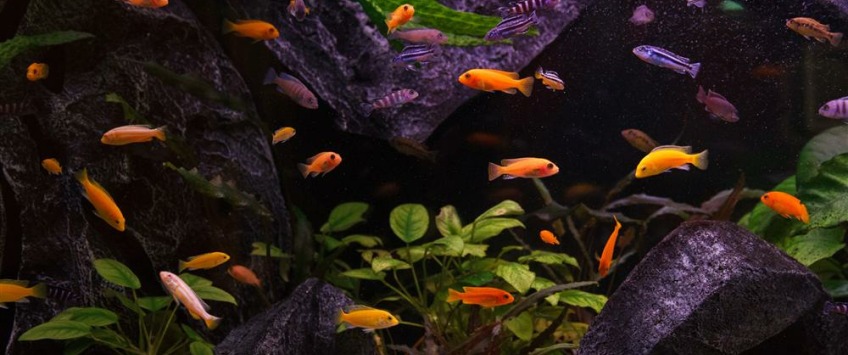 Apartment Drinčićeva Beograd - Apt 23606