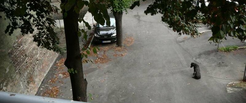 Apartment Džordža Vašingtona Beograd - Apt 47127