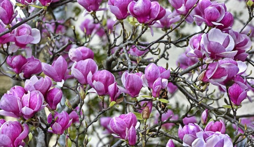 Hotel Magnólia Piešťany