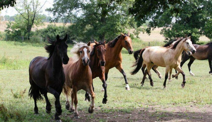 Hotelový RESORT STEIN Cheb