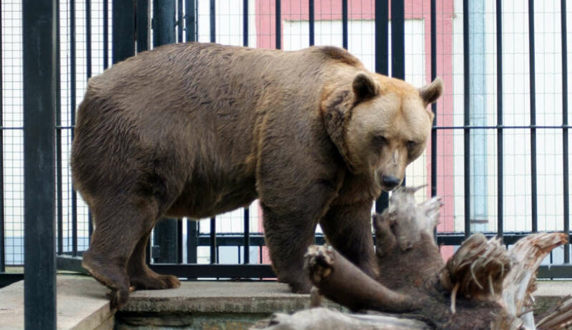 Hotel Záviš z Falkenštejna Hluboká nad Vltavou