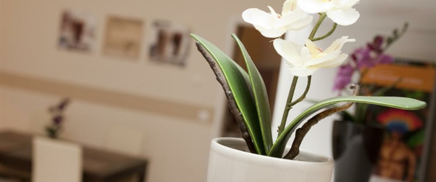 Apartment Jahngasse Wien - Apt 22691