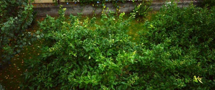 Apartment Kapićeva ulica Split - Apt 31504