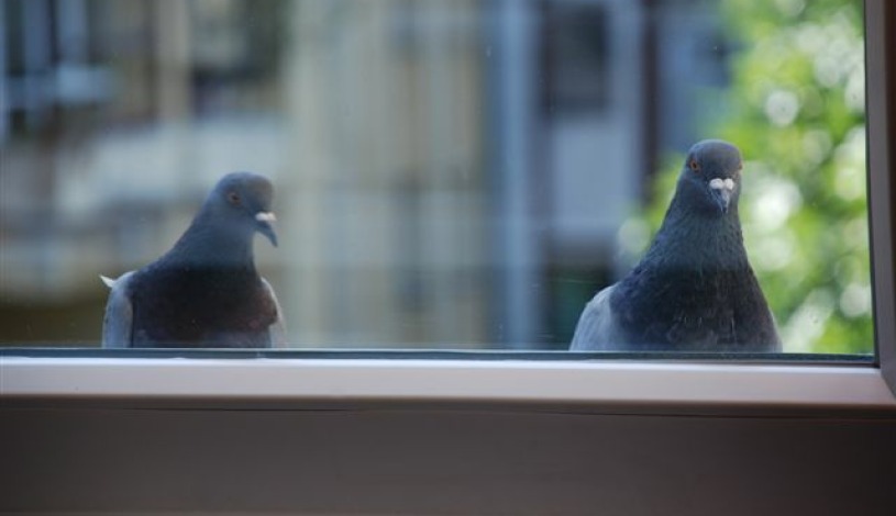 Apartment Kumanovska Beograd - Apt 37149