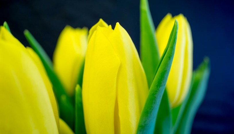 SPA HOTEL THERMAL**** Karlovy Vary