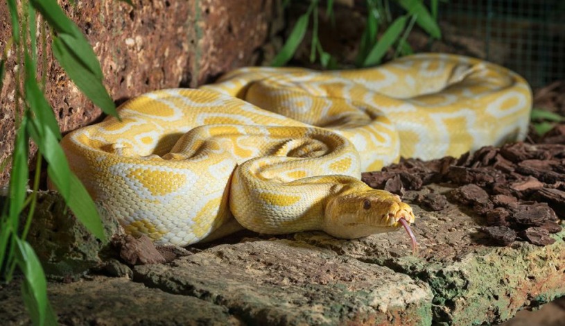 WELLNESS HOTEL BABYLON Liberec