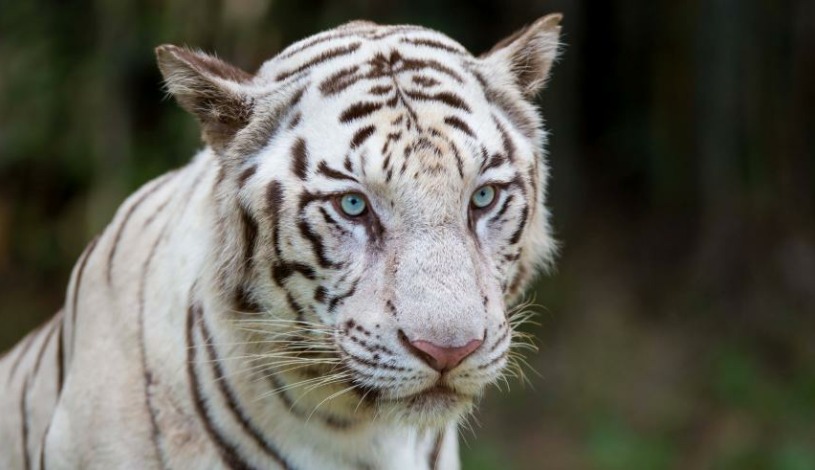 Penzion Jasmín Liberec