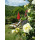 Apartment Località Vetteglia Lucca - Apt 38336