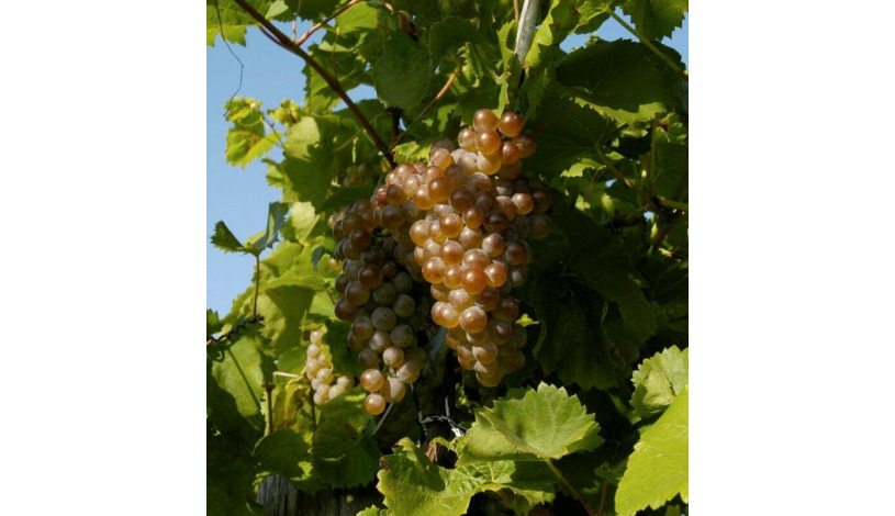 Hotel Galant**** Lednice