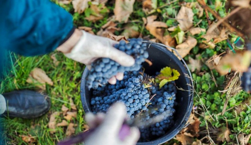 Hotel Galant**** Lednice