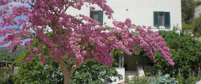 Apartment D8 Dubrovnik - Apt 23221