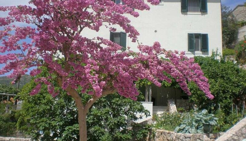 Apartment D8 Dubrovnik - Apt 23231