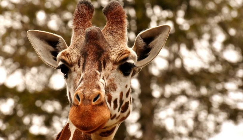 HOTEL NIKOLAS Ostrava