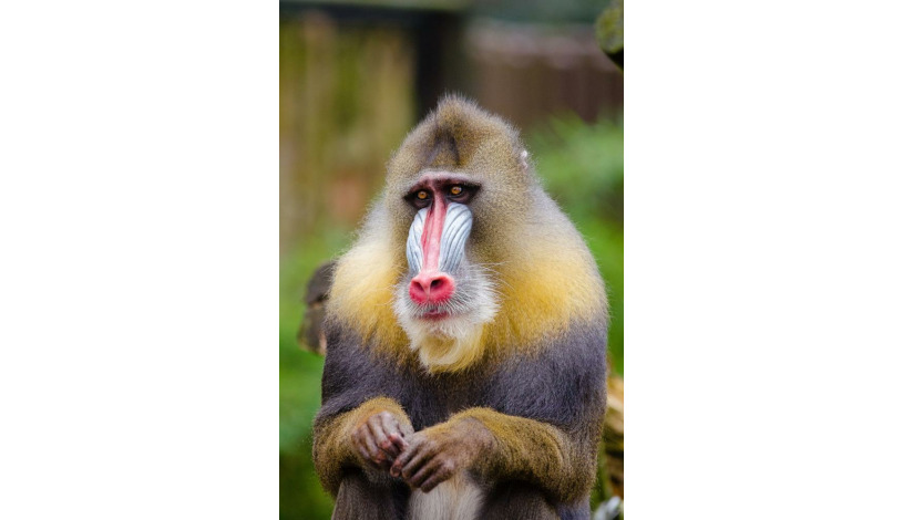 HOTEL NIKOLAS Ostrava