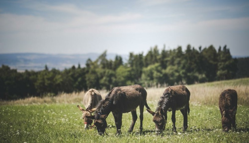 Wellness Hotel Panorama Blansko