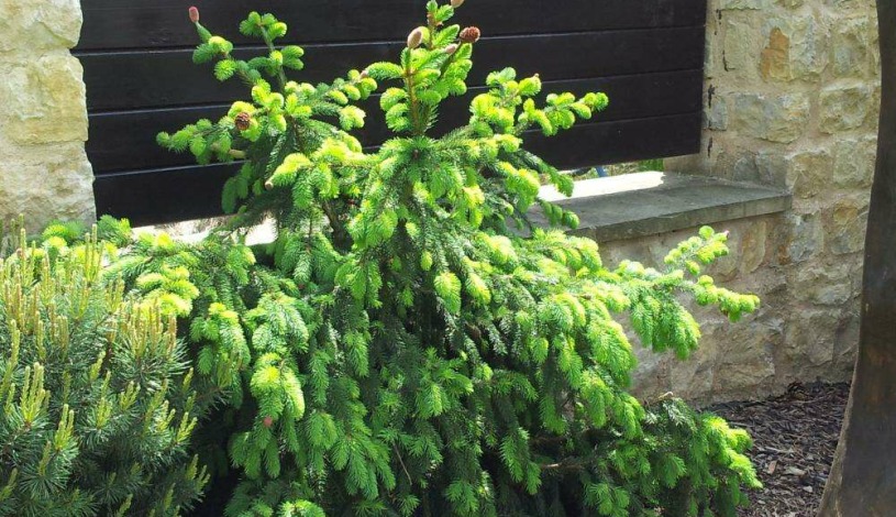 Antik Hotel Sofia Litomyšl