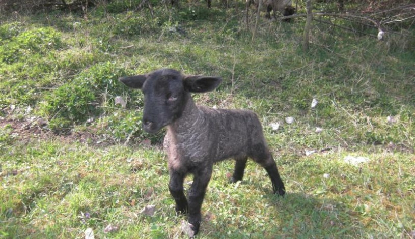 Penzion Alma, Znojmo-Popice