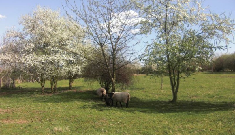 Penzion Alma, Znojmo-Popice