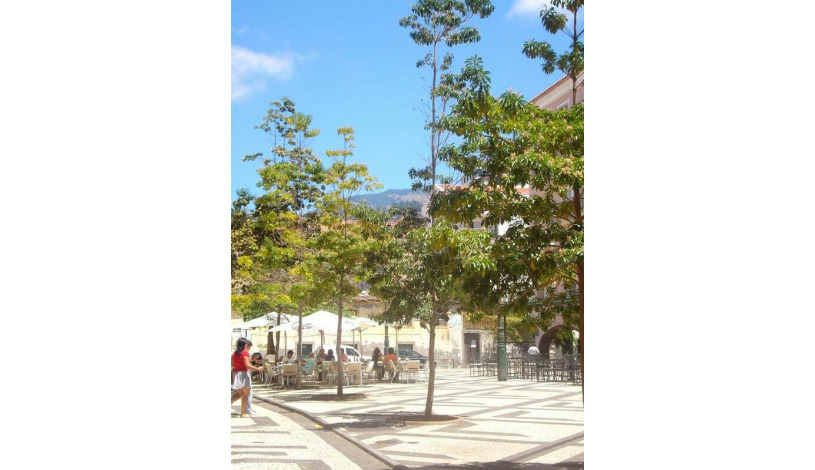 Apartment Rua da Conceição Funchal - Apt 24487