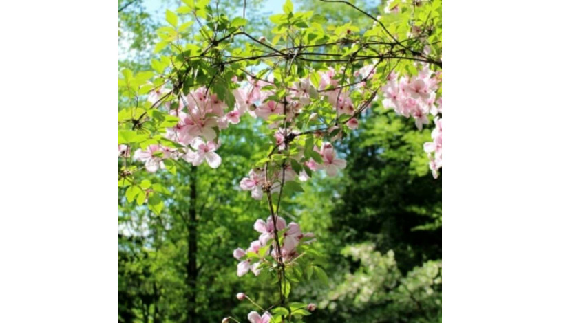 Wellness Hotel Astra*** superior Špindlerův Mlýn