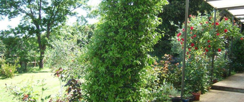 Apartment Strada di Crevole Toscana - Apt 27324