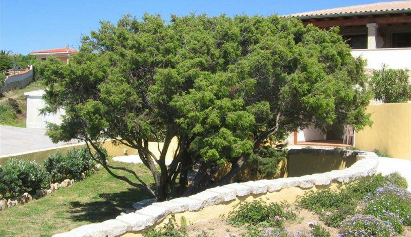 Apartment Strada Lu Pultiddolu Sardinia - Apt 23513