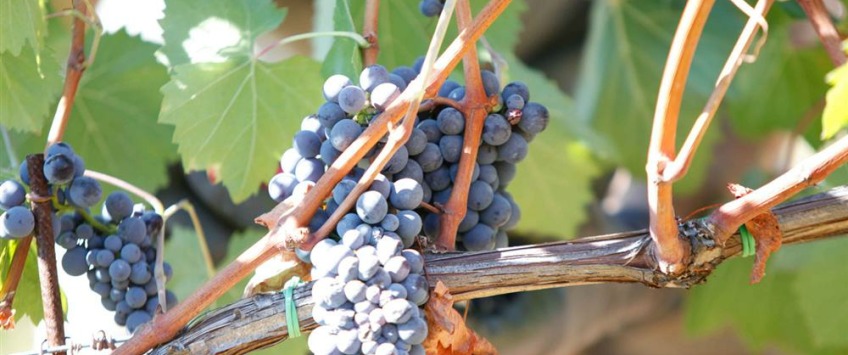 Apartment Strada Provinciale Val di Pesa Toscana - Apt 27473