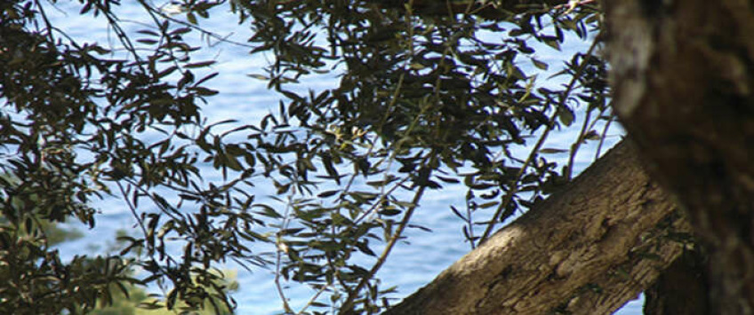 Apartment Sunčana ulica Dubrovnik - Apt 21307