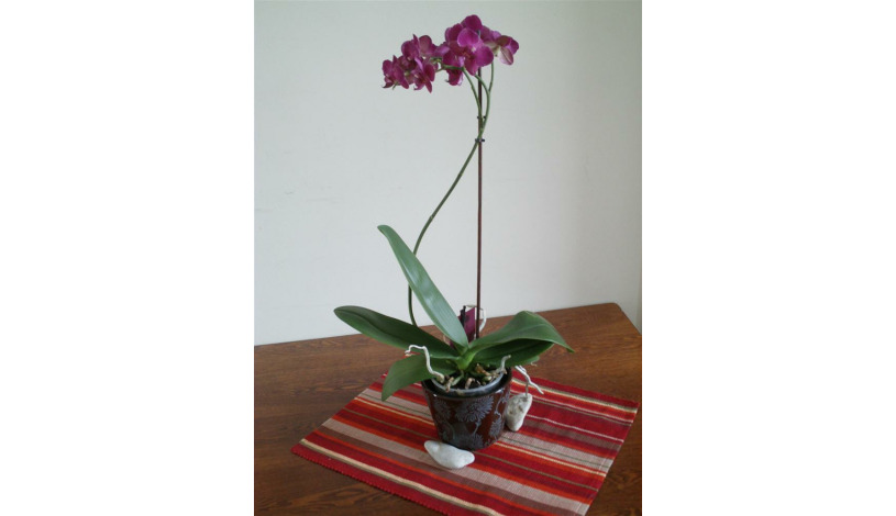 Apartment Suur-Karja Tallinn - Apt 36584