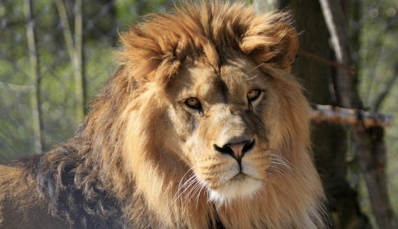 Hotel U Beránka Náchod