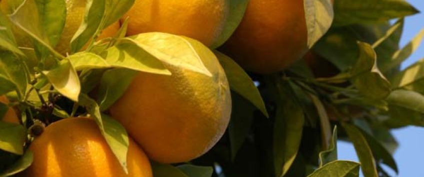 Apartment Ulica Između vrta Dubrovnik - Apt 20031