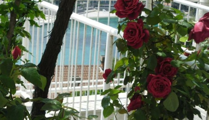 Apartment Ulica Petra Svačića Dubrovnik - Apt 20641