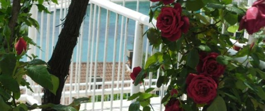 Apartment Ulica Petra Svačića Dubrovnik - Apt 20641