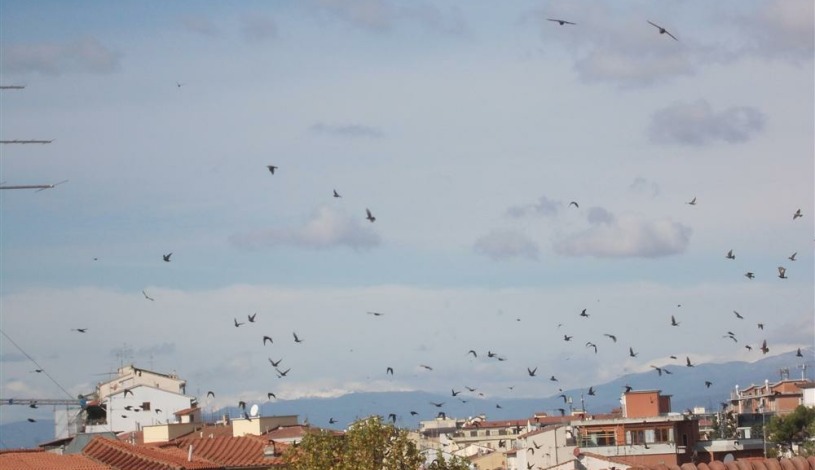 Apartment Via Pierluigi da Palestrina 1 Firenze - Apt 38380