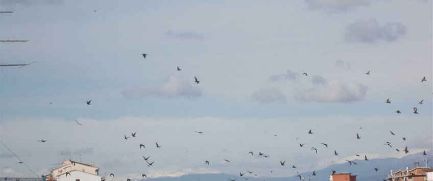 Apartment Via Pierluigi da Palestrina 1 Firenze - Apt 38380