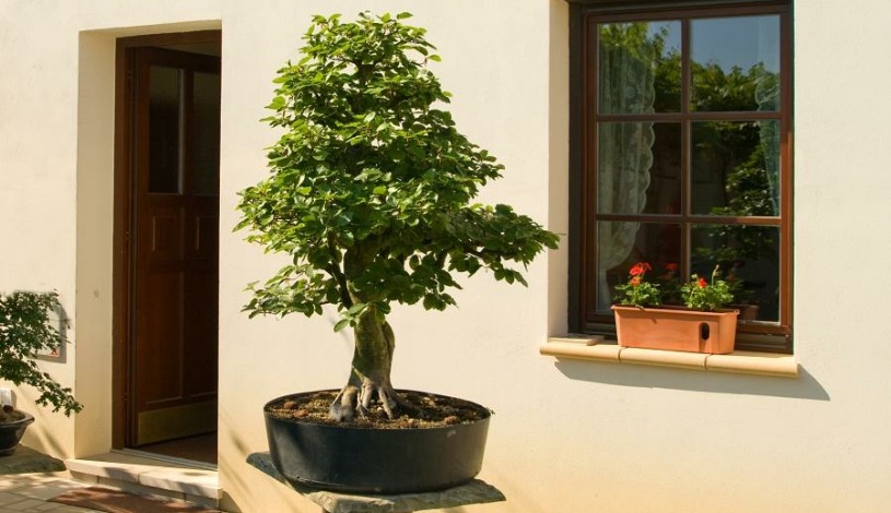 Hotel Bonsai Mikulov