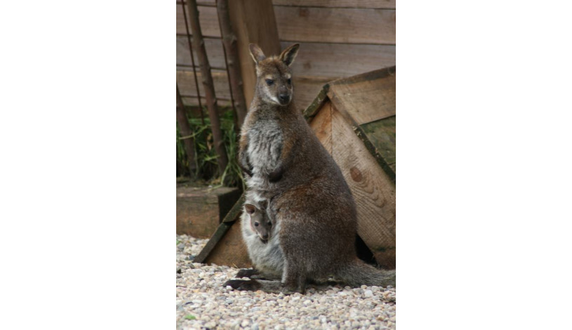 Penzion Panorama Mikulov