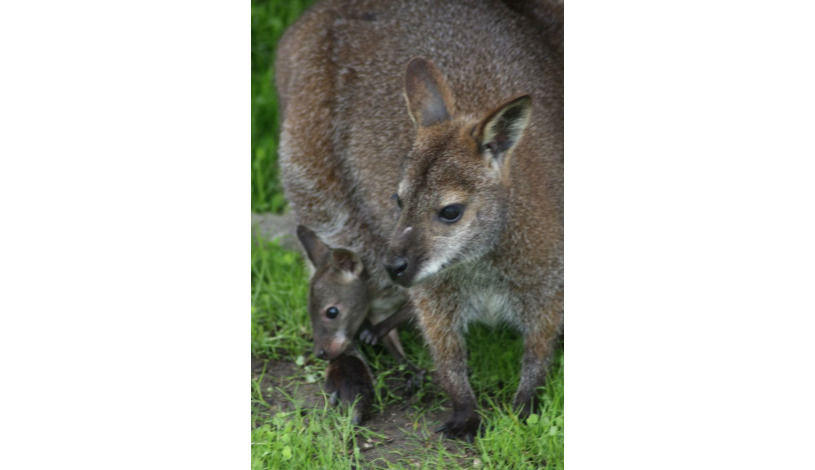 Penzion Panorama Mikulov